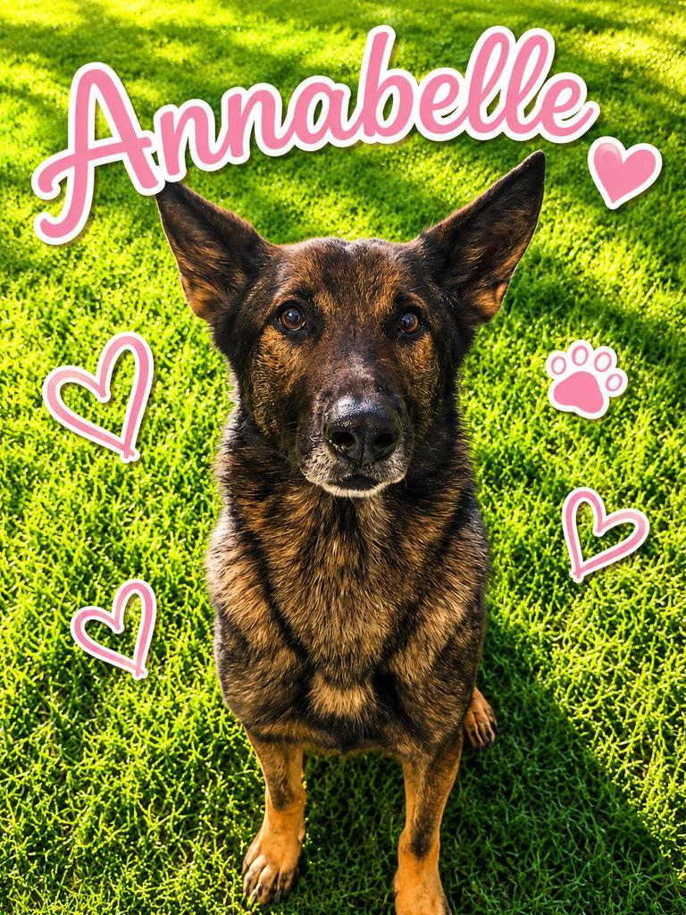 Enlarge Anabelle "Bella, a Adoptable German Shepherd Dog in Livingston, LA image 2/2