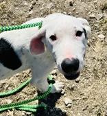 Enlarge Wrangler, a ADOPTABLE Great Dane in Cibolo, TX image 1/1