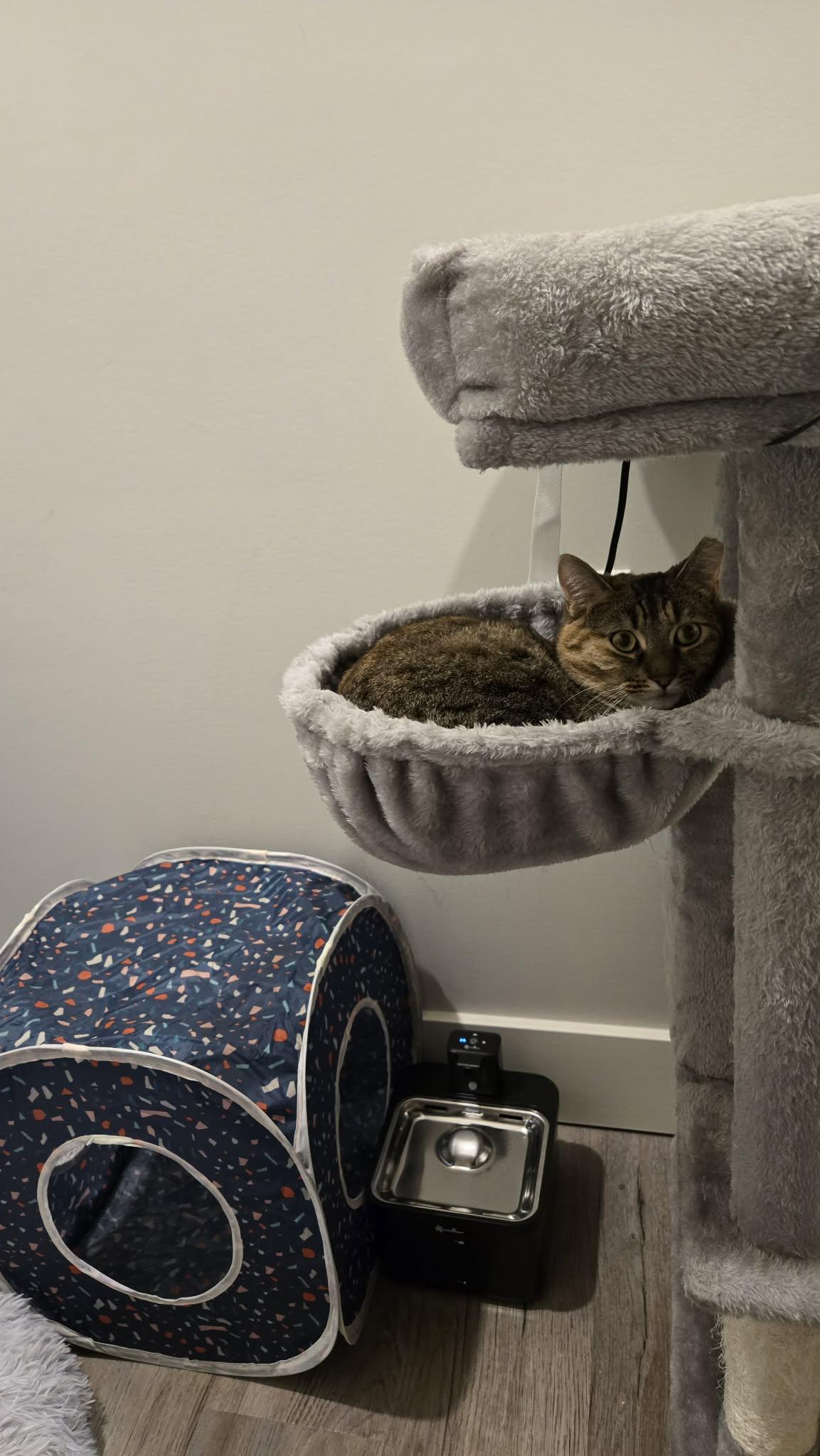 Alison, a ADOPTABLE Domestic Short Hair in Shakespeare, ON image 5/6