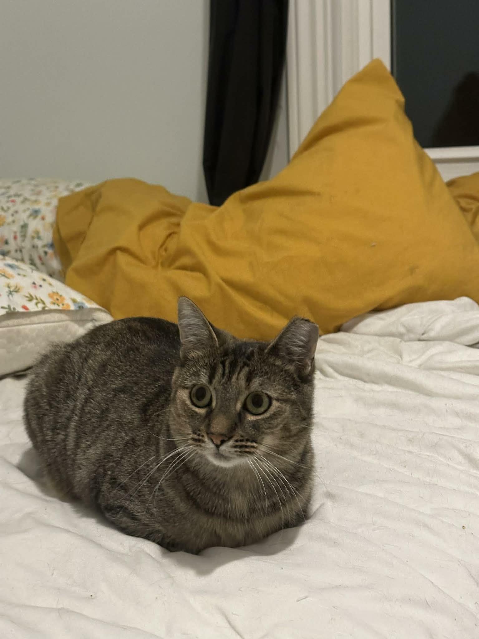 Alison, a ADOPTABLE Domestic Short Hair in Shakespeare, ON image 3/6