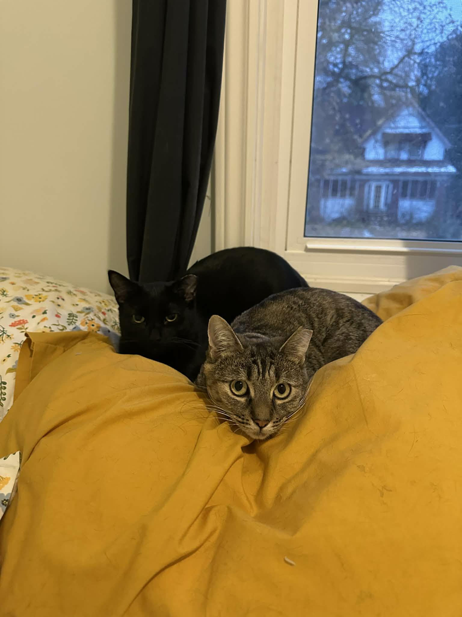 Alison, a ADOPTABLE Domestic Short Hair in Shakespeare, ON image 6/6