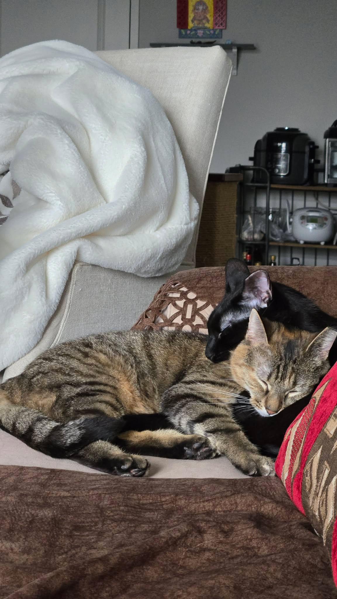 Enlarge Alison, a ADOPTABLE Domestic Short Hair in Shakespeare, ON image 5/6
