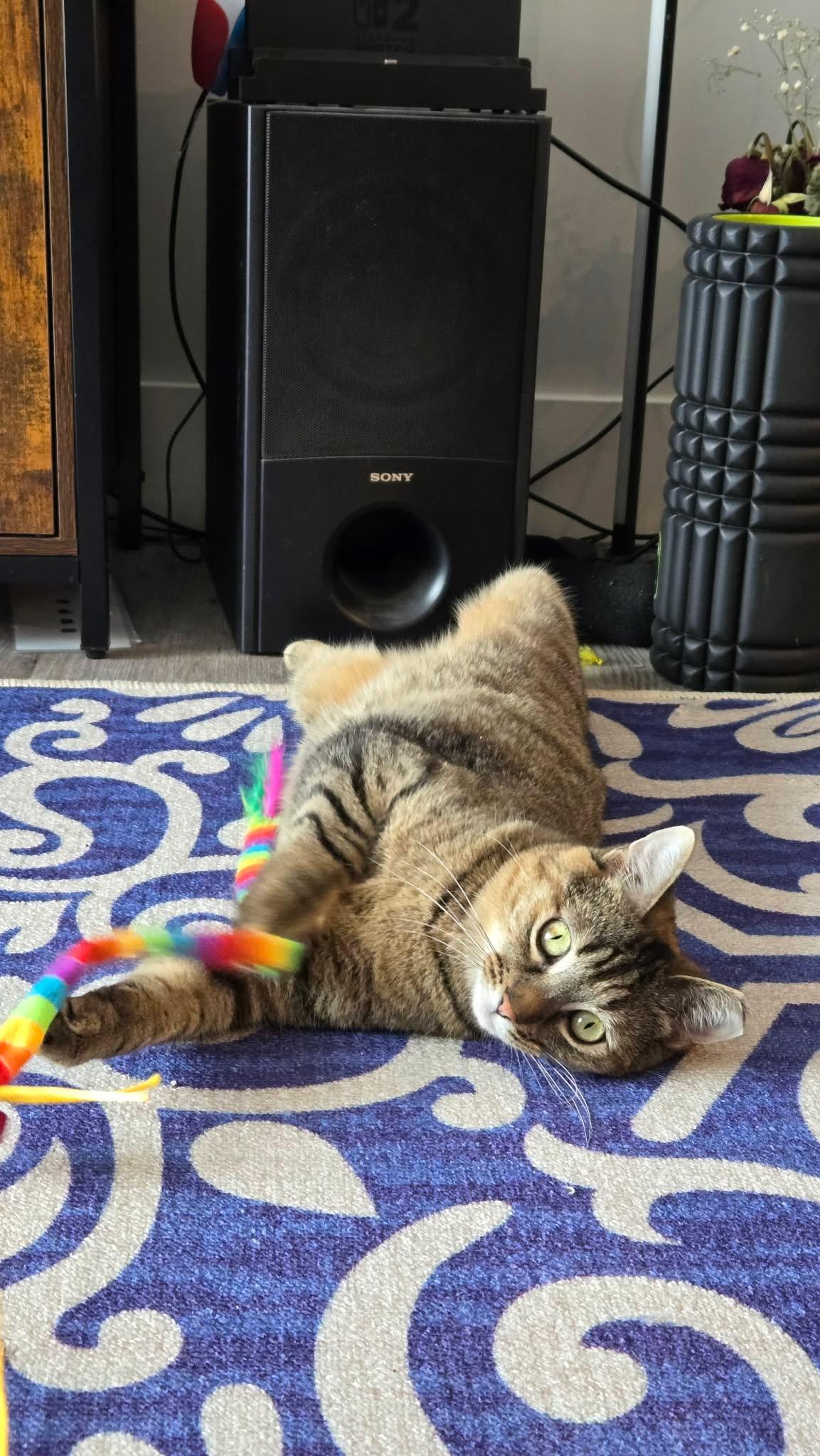 Enlarge Alison, a ADOPTABLE Domestic Short Hair in Shakespeare, ON image 1/6