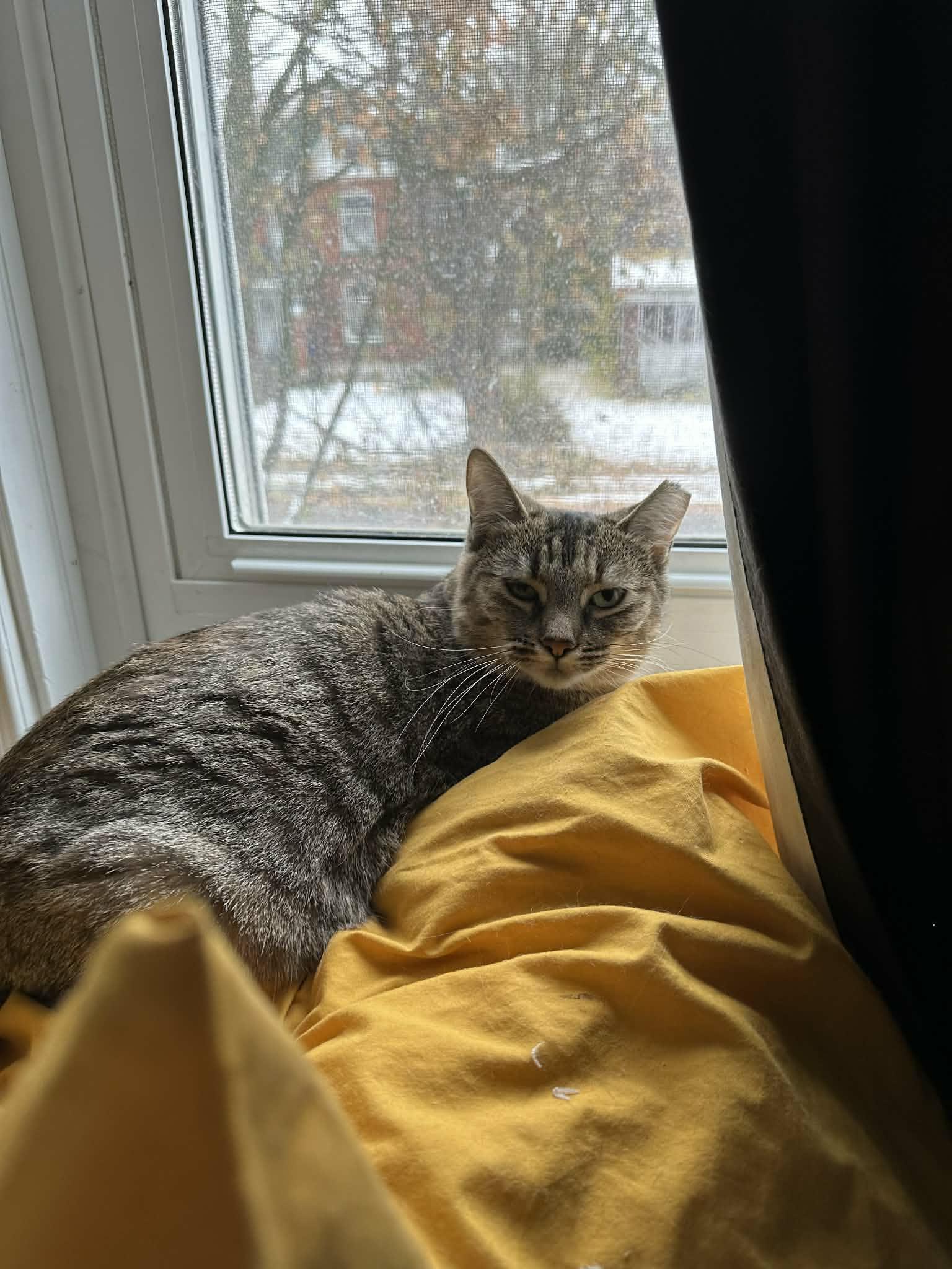 Alison, a ADOPTABLE Domestic Short Hair in Shakespeare, ON image 2/6