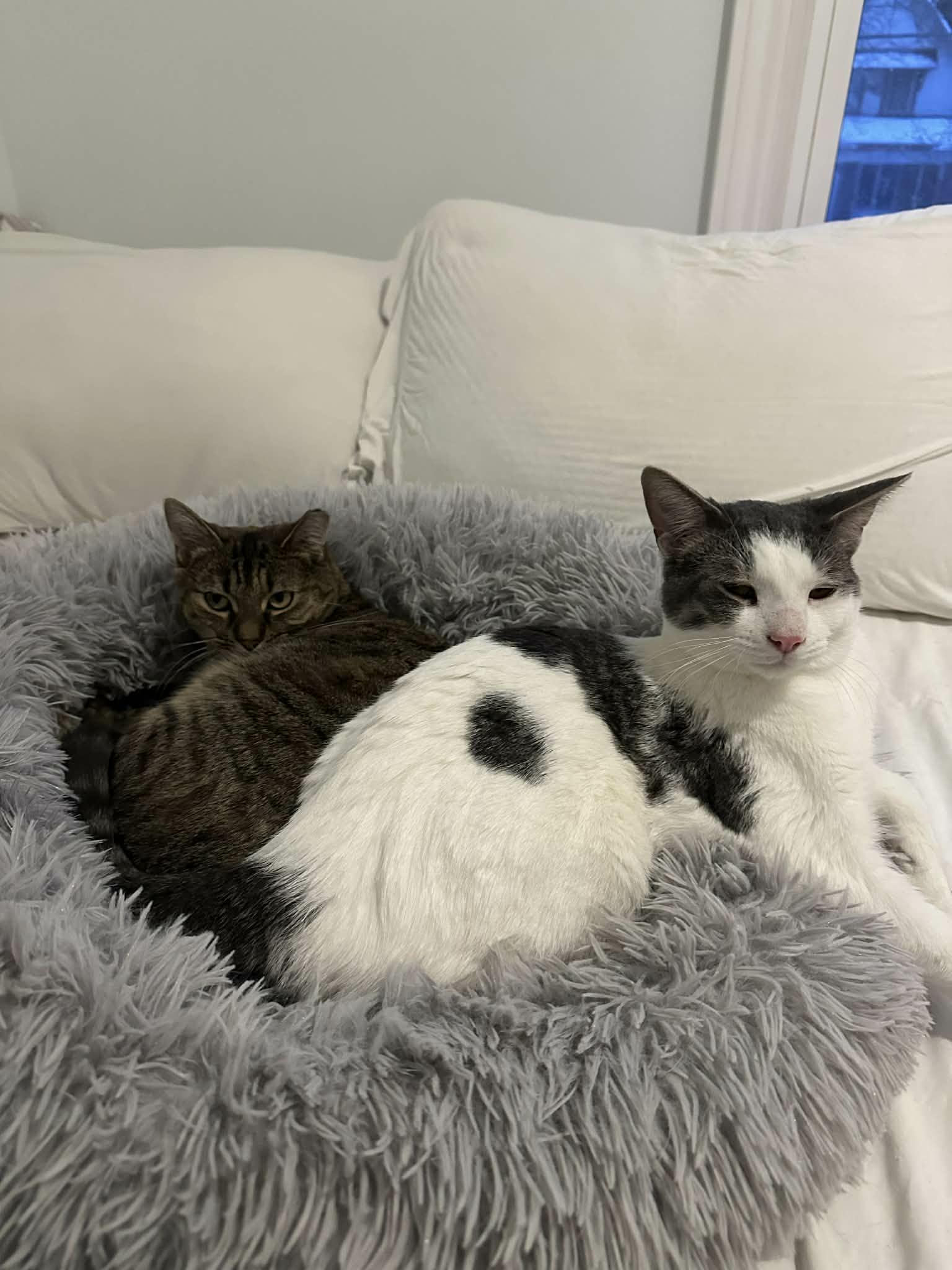 Alison, a ADOPTABLE Domestic Short Hair in Shakespeare, ON image 4/6