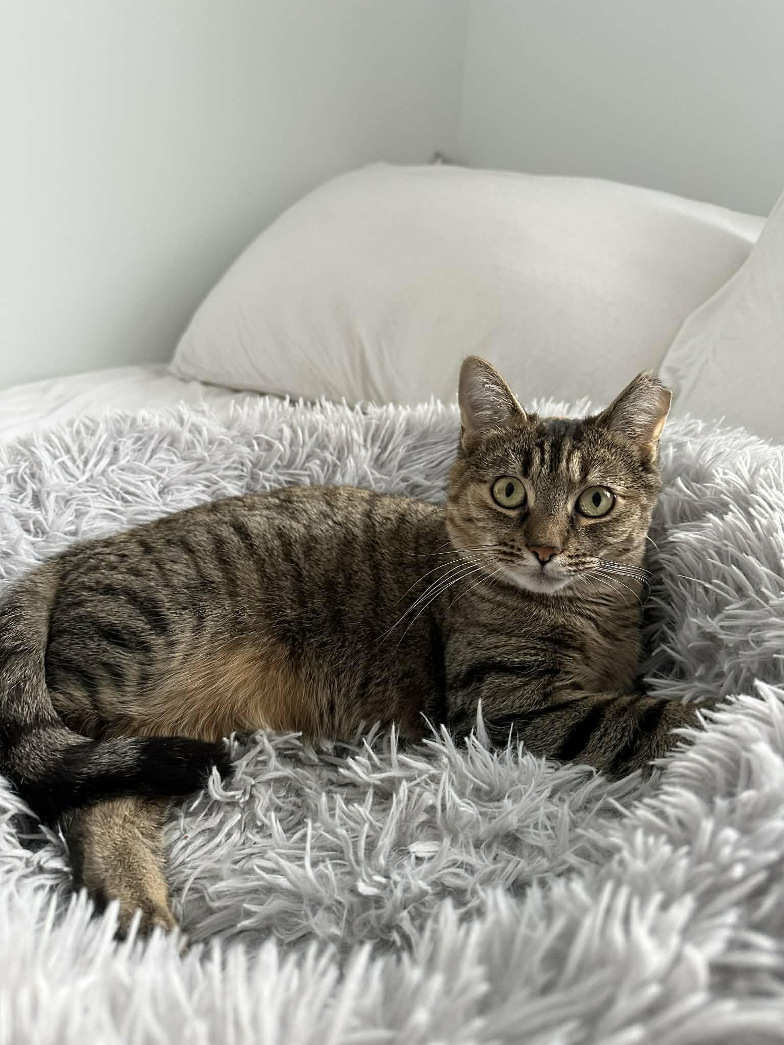 Alison, ADOPTABLE, Adult Female Domestic Short Hair.