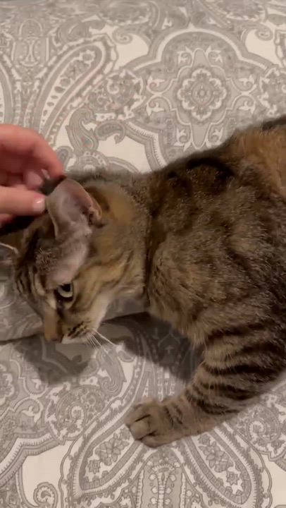 Enlarge Alison, a ADOPTABLE Domestic Short Hair in Shakespeare, ON video 4/6