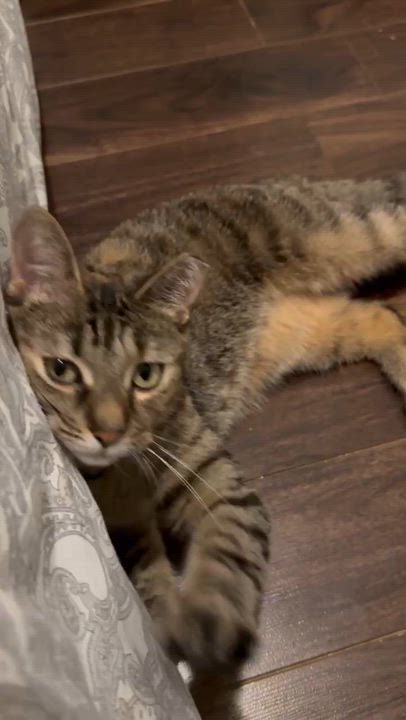 Enlarge Alison, a ADOPTABLE Domestic Short Hair in Shakespeare, ON video 4/6