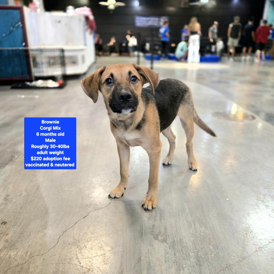 Brownie, Adoptable, Puppy Male Corgi.