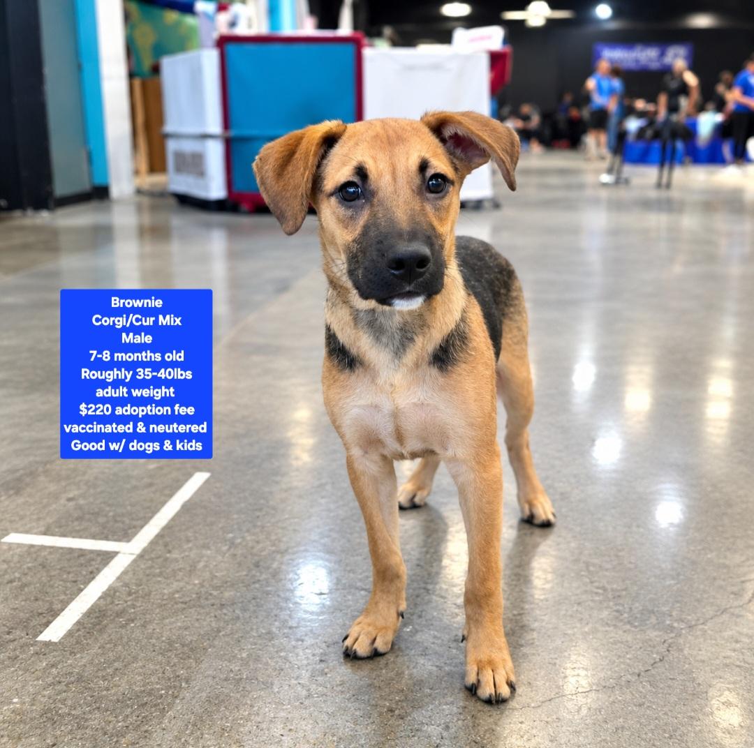 Brownie, Adoptable, Puppy Male Corgi & Black Mouth Cur.
