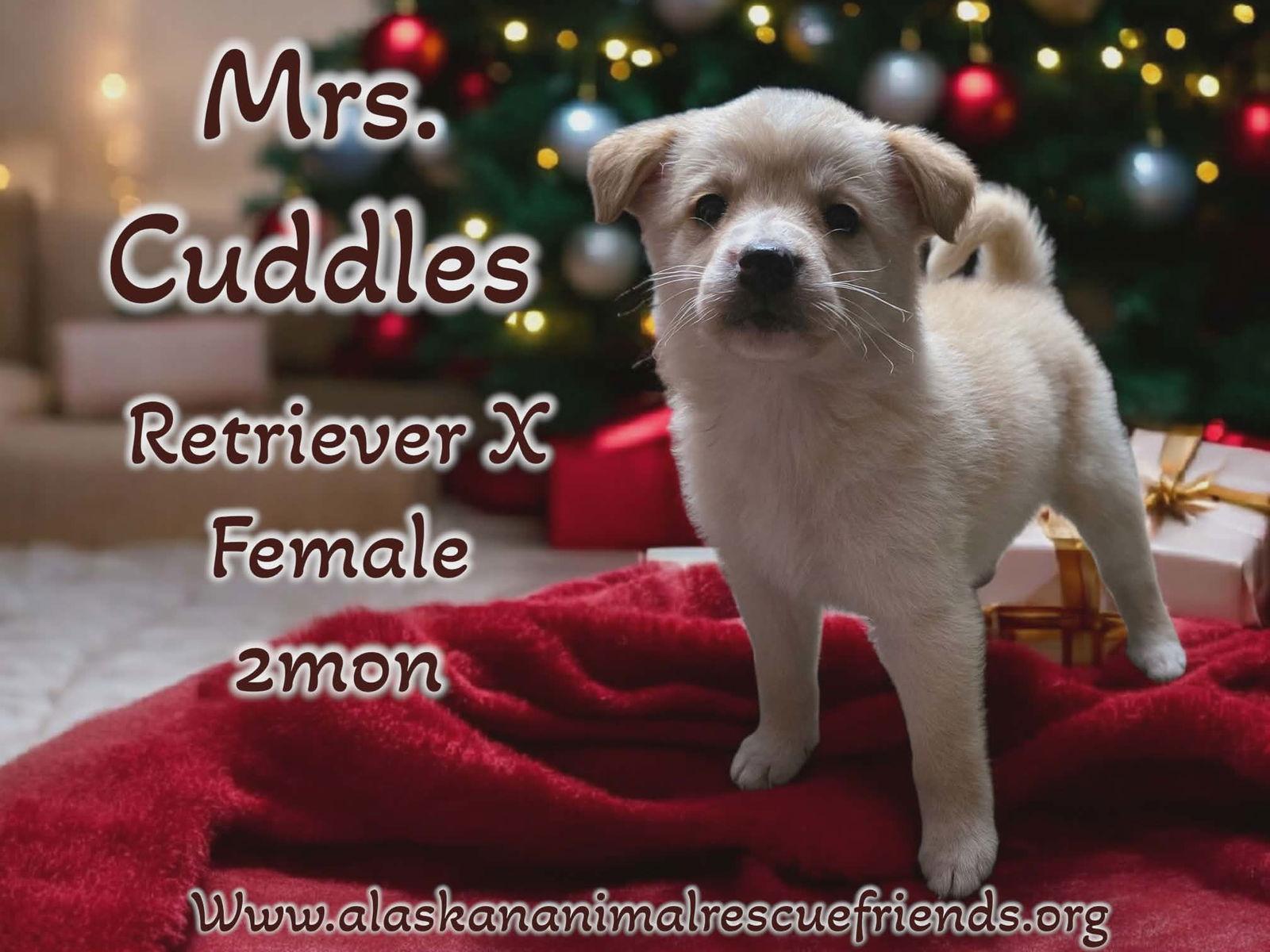Mrs. Cuddles, Adoptable, Puppy Female Retriever.