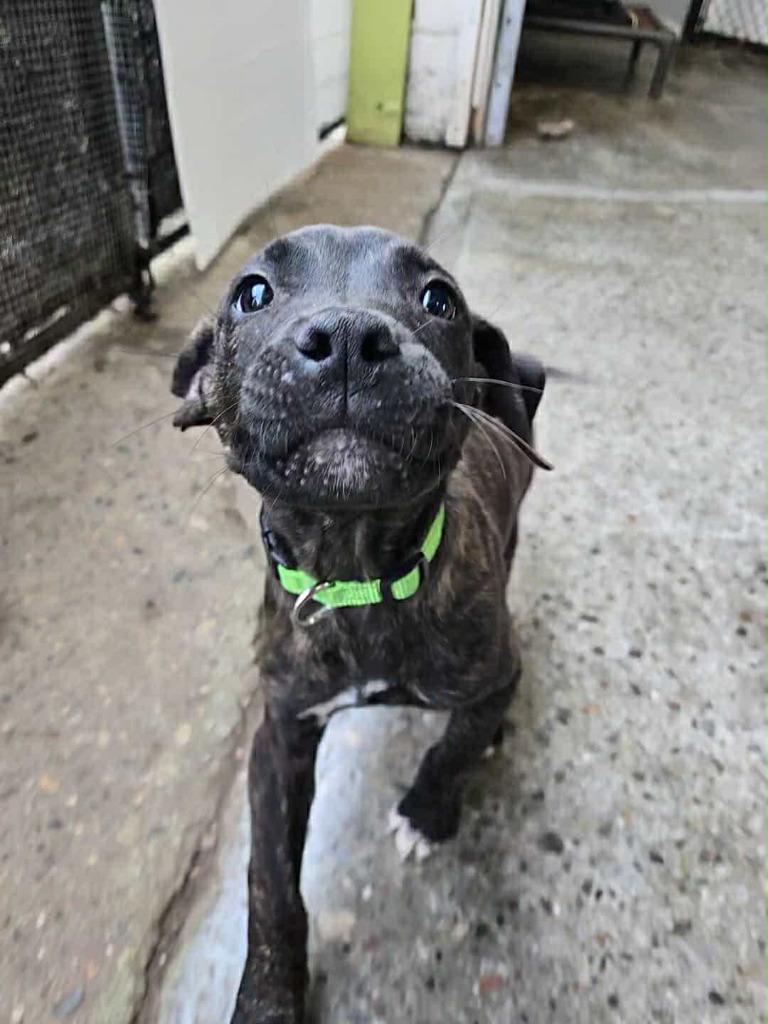 Enlarge Snoop, a Adopted mixed breed in Warren, MI image 1/6