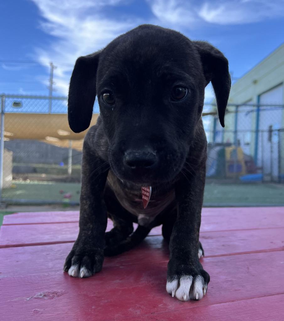 Snoop, a Adoptable mixed breed in Warren, MI image 1/6