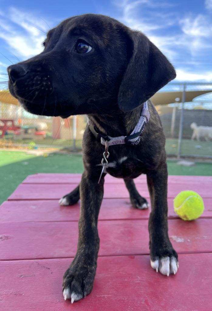 Snoop, a Adoptable mixed breed in Warren, MI image 3/6