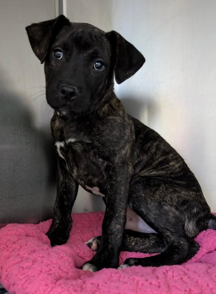 Enlarge Snoop, a Adopted mixed breed in Warren, MI image 5/6