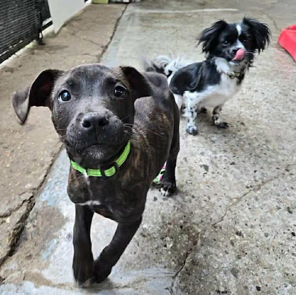 Snoop, a Adoptable mixed breed in Warren, MI image 5/6