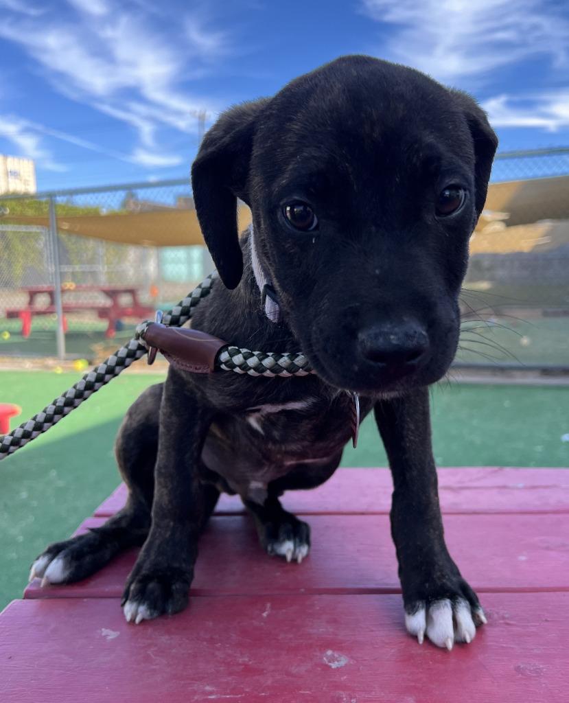 Snoop, a Adoptable mixed breed in Warren, MI image 6/6