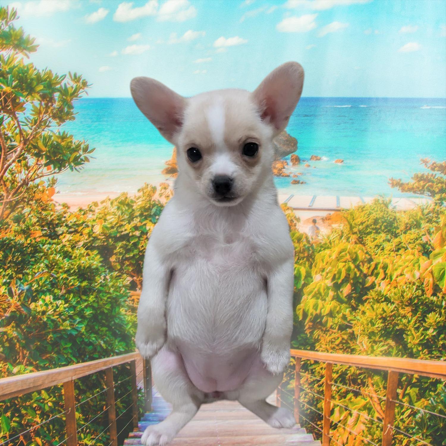 Gigi, an adopted mixed breed in Denver, CO image 2/2