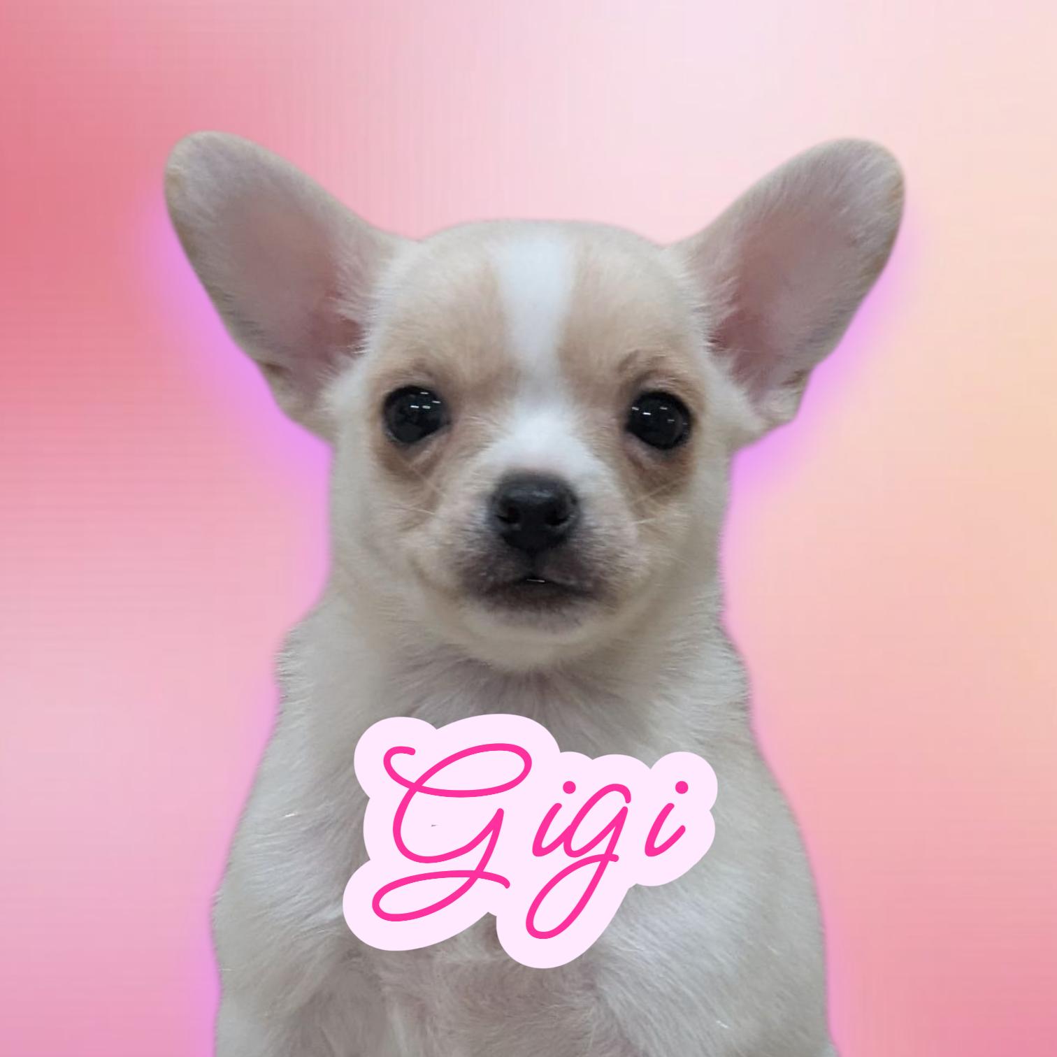 Gigi, adopted, Puppy Female Pug & Pomeranian.