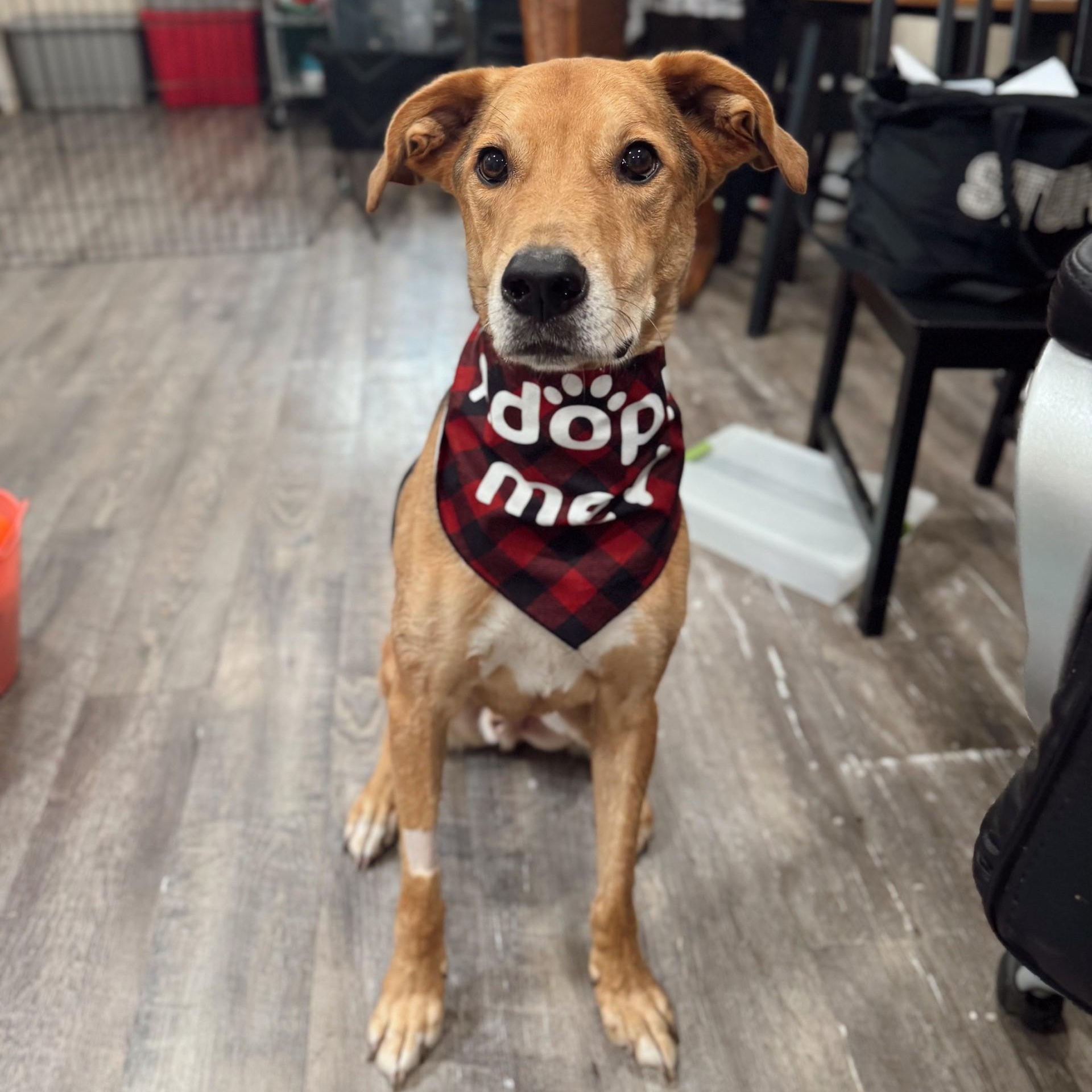 Daario, Adoptable, Senior Male Mixed Breed & Labrador Retriever.