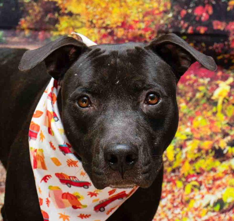 Enlarge Shadow, an adoptable mixed breed in Sanford, FL image 1/2