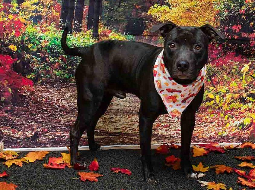 Enlarge Shadow, an adoptable mixed breed in Sanford, FL image 2/2
