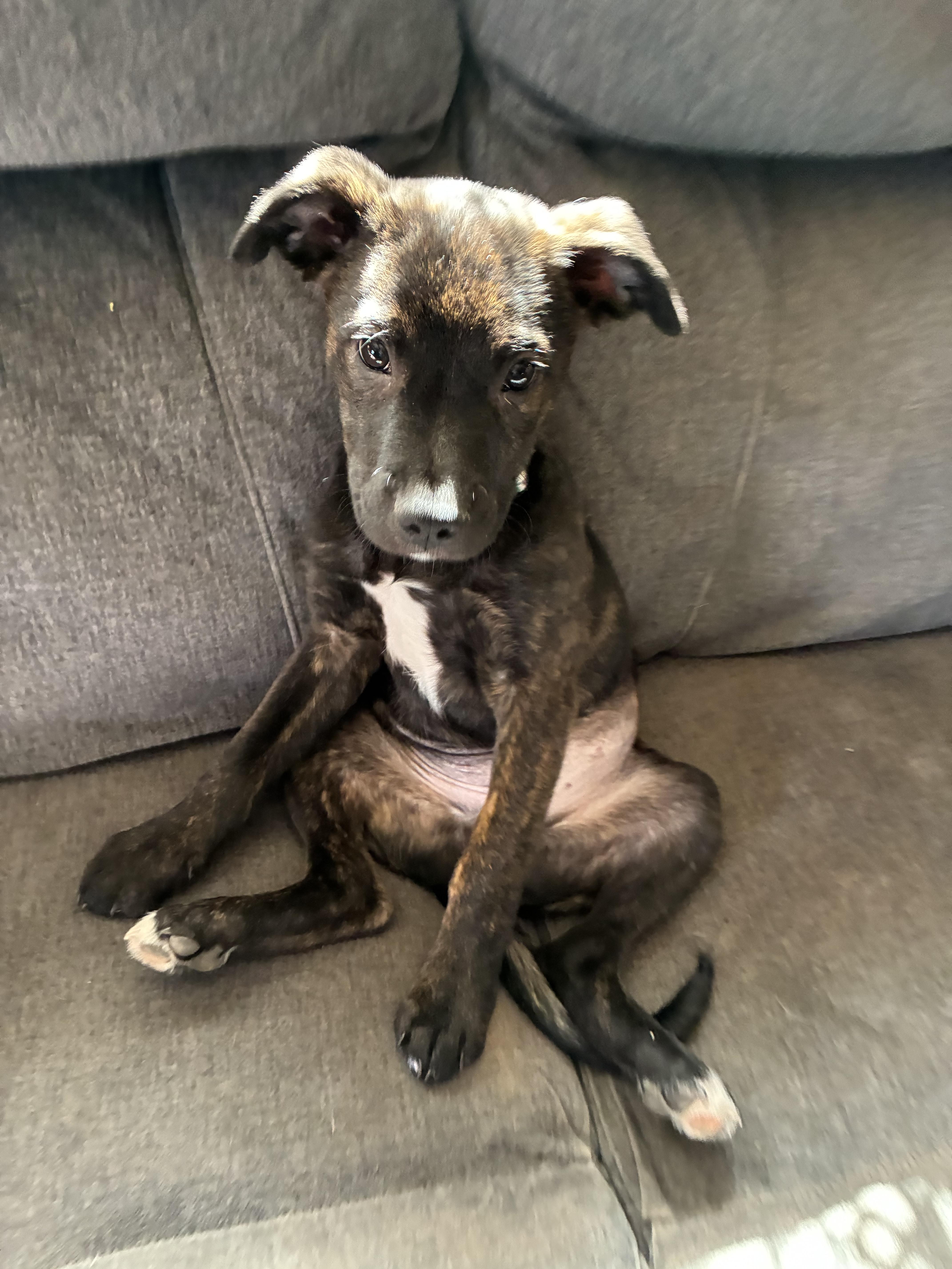 Woody, Adoptable, Puppy Male Terrier.