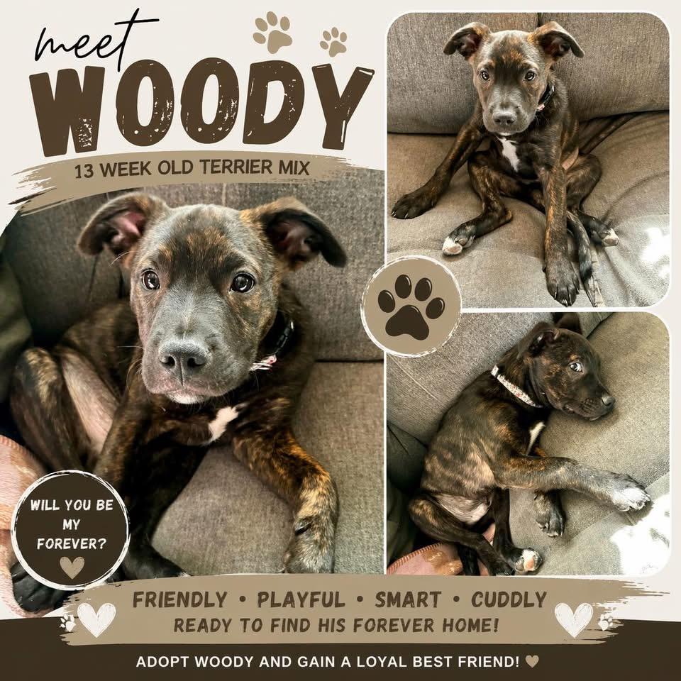 Enlarge Woody, a Adoptable mixed breed in Berlin, NJ image 2/2