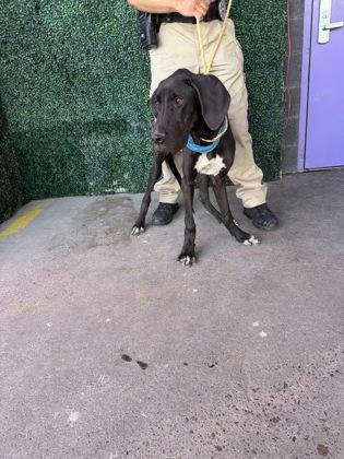 61804913, Adoptable, Puppy Male Great Dane & Mixed Breed.