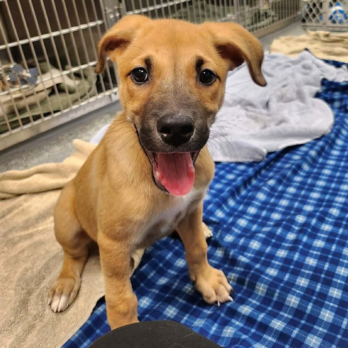 Enlarge Tiramisu, a ADOPTABLE mixed breed in Minooka, IL image 1/4