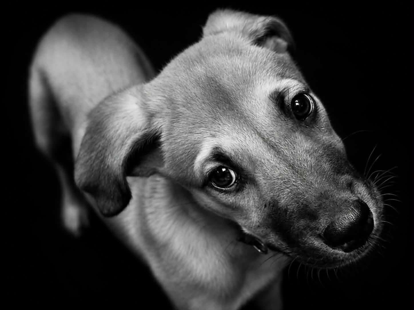 Enlarge Tiramisu, a ADOPTABLE mixed breed in Minooka, IL image 2/4