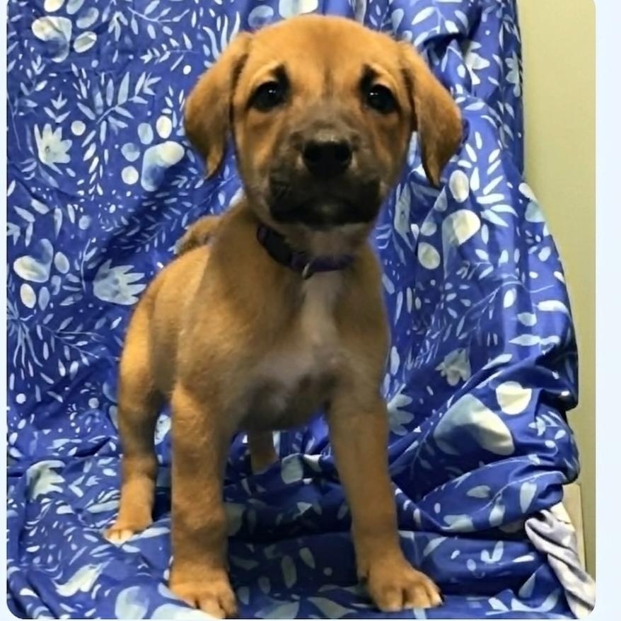 Tiramisu, ADOPTABLE, Puppy Female Belgian Shepherd / Malinois.