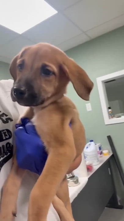 Enlarge Tiramisu, a ADOPTABLE mixed breed in Minooka, IL video 4/4