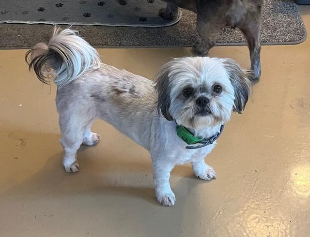 Enlarge Cricket, a Adoptable Shih Tzu in Manchester, TN image 1/1