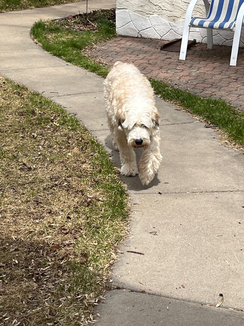 Adoption Pending - Lola, a Adopted mixed breed in Minneapolis, MN image 1/5