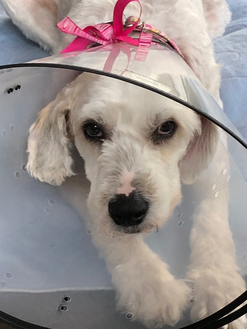 Adoption Pending - Lola, a Adopted mixed breed in Minneapolis, MN image 2/5