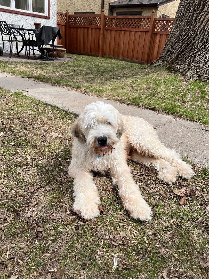 Adoption Pending - Lola, a Adopted mixed breed in Minneapolis, MN image 3/5