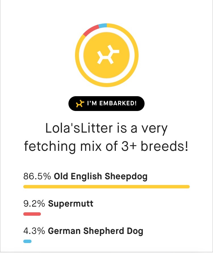 Adoption Pending - Lola, a Adopted mixed breed in Minneapolis, MN image 4/5