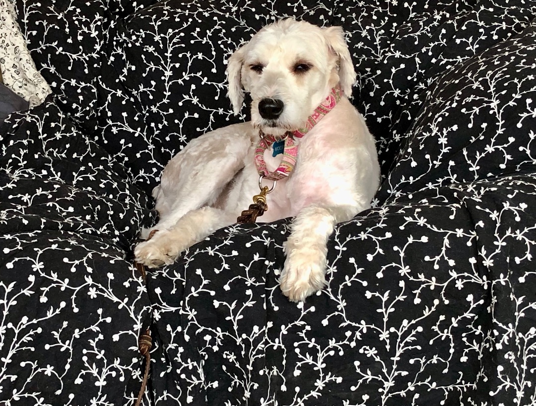 Adoption Pending - Lola, a Adopted mixed breed in Minneapolis, MN image 5/5