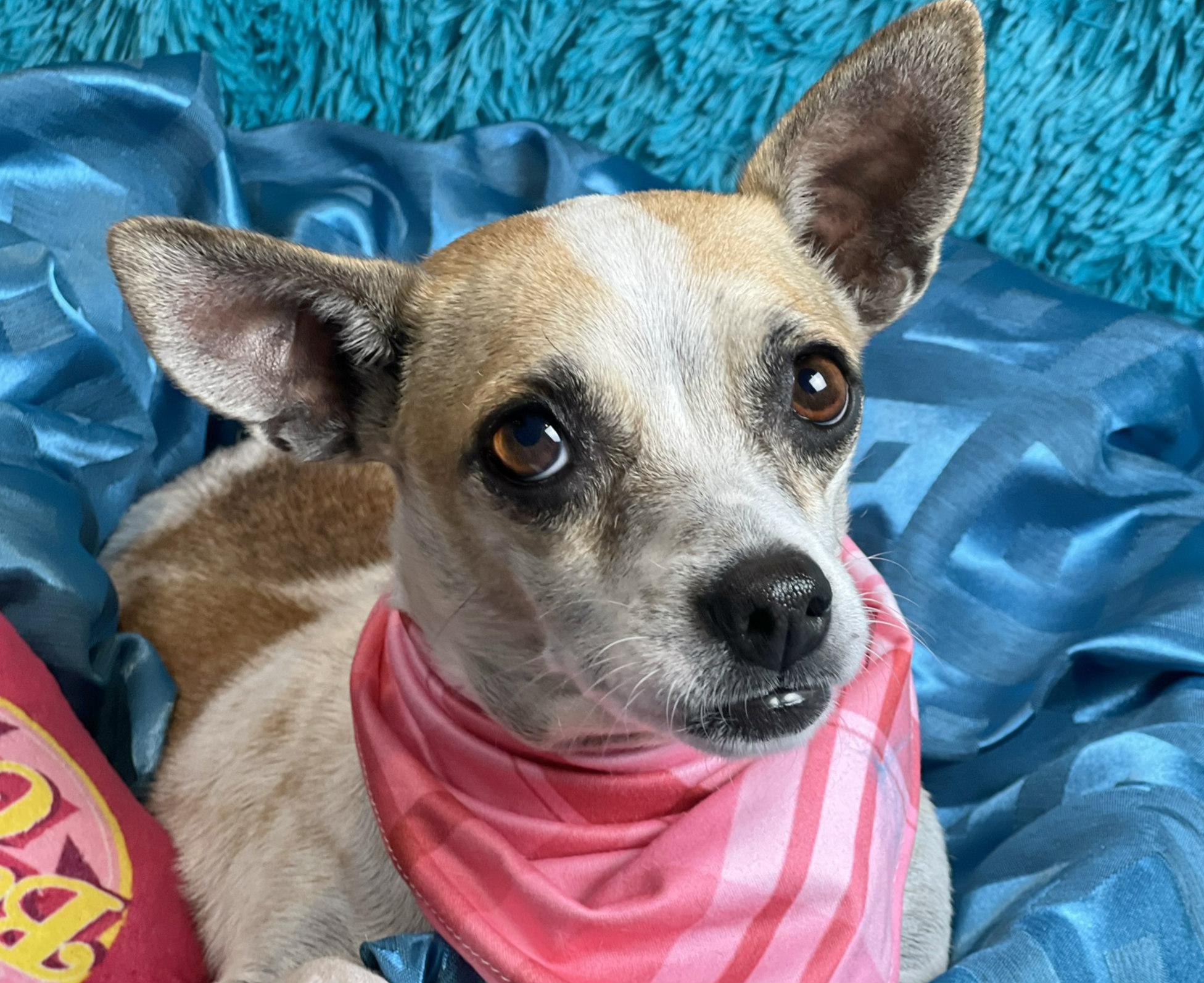 Enlarge Bess, a Adoptable mixed breed in Austin, TX image 2/6