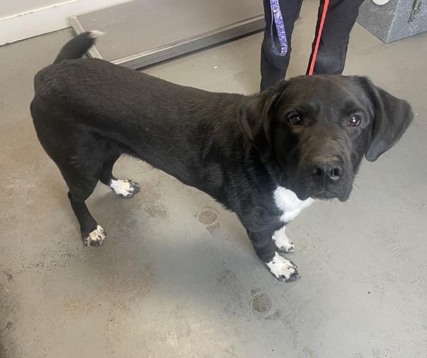 Enlarge *Hamburguesa*, a Adoptable mixed breed in Salt Lake City, UT image 2/4