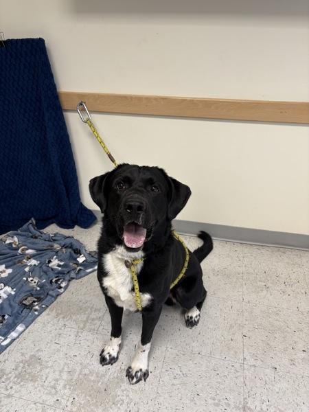 Enlarge *Hamburguesa*, a Adoptable mixed breed in Salt Lake City, UT image 3/4