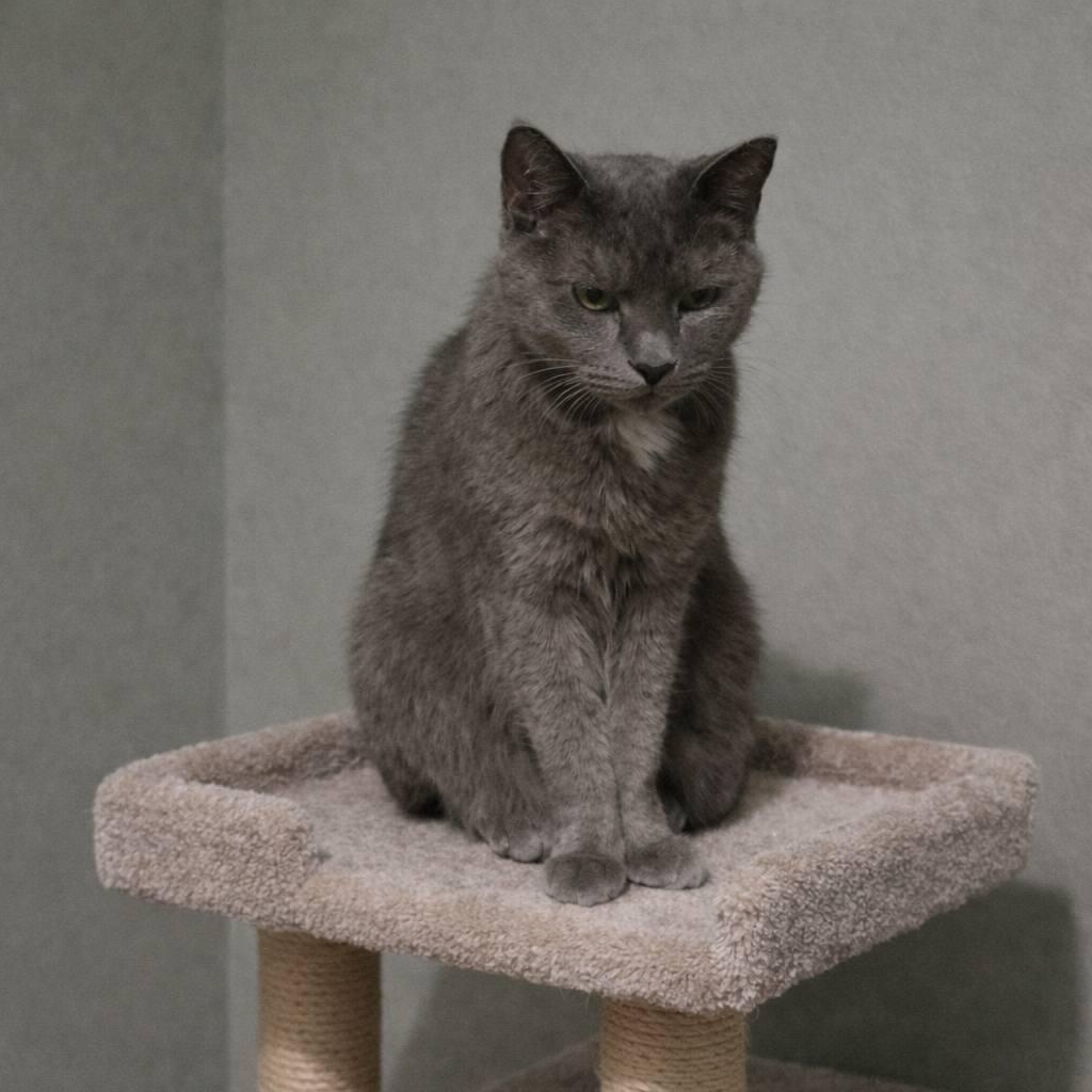 Enlarge Sprite, an adopted Domestic Short Hair in Queen Creek, AZ image 5/5