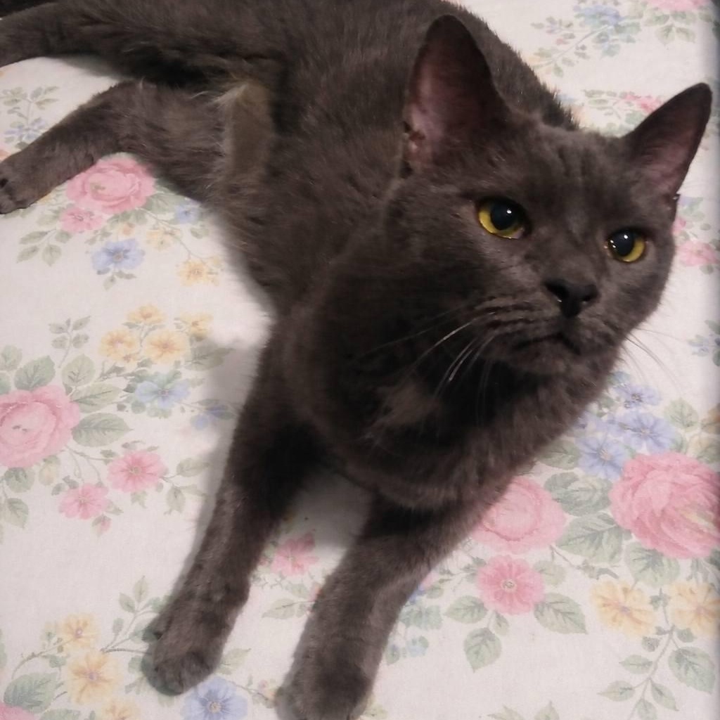 Enlarge Sprite, an adopted Domestic Short Hair in Queen Creek, AZ image 2/5