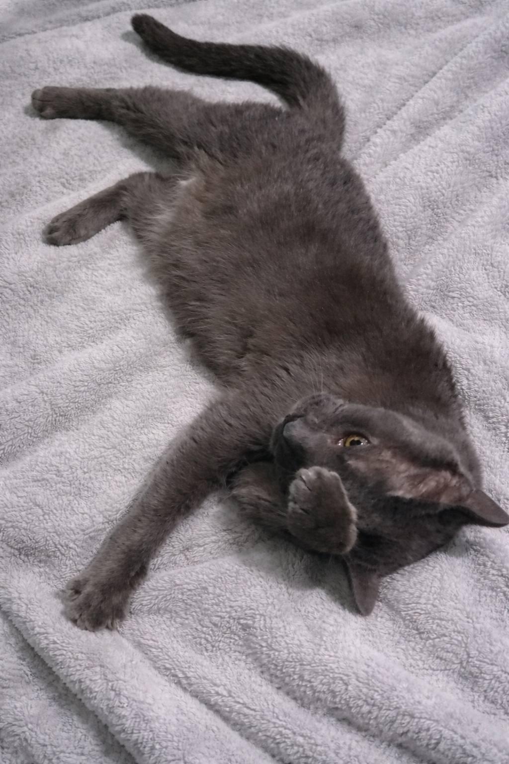 Enlarge Sprite, an adopted Domestic Short Hair in Queen Creek, AZ image 4/5