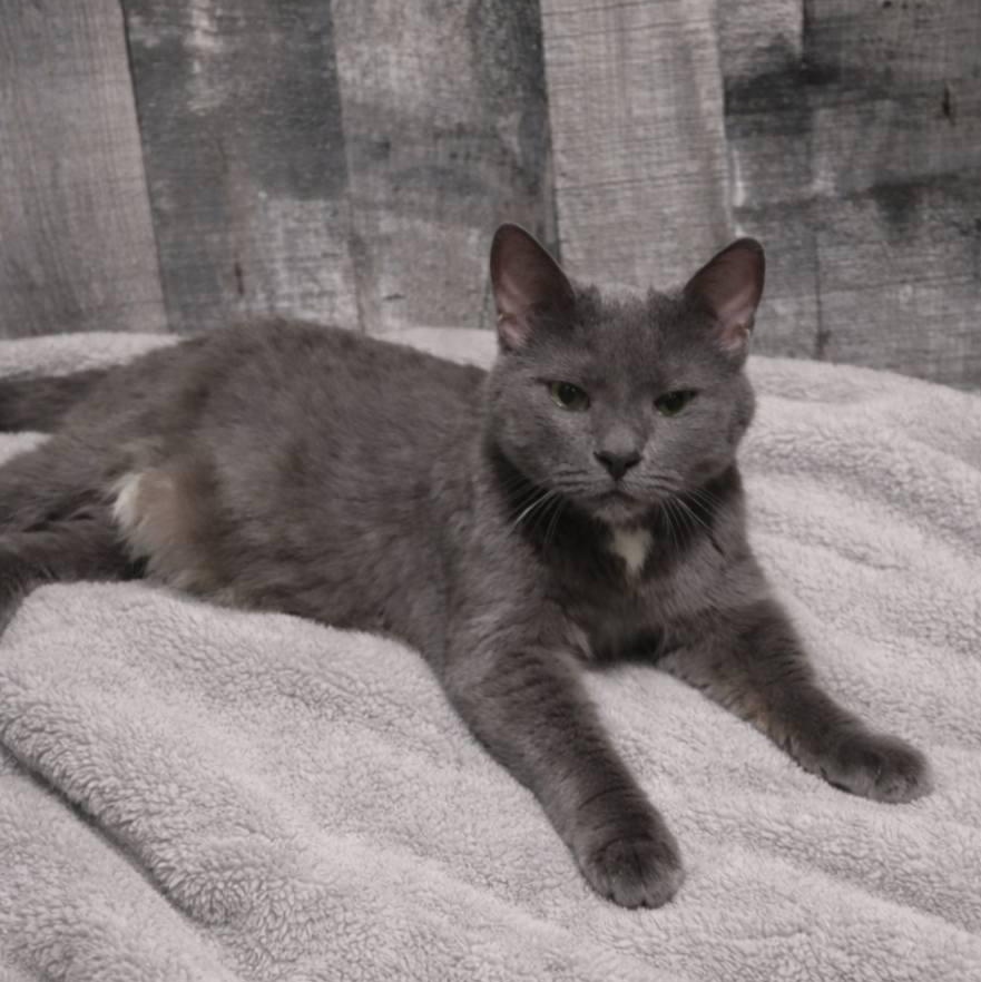 Enlarge Sprite, an adopted Domestic Short Hair in Queen Creek, AZ image 3/5