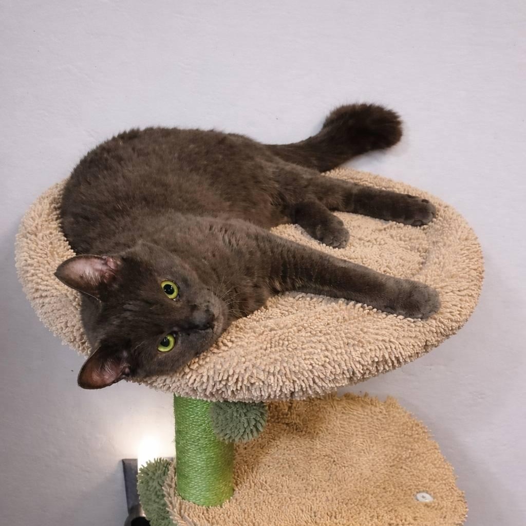 Enlarge Sprite, an adopted Domestic Short Hair in Queen Creek, AZ image 1/5