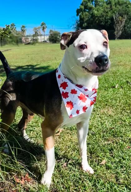 Acorn, Adoptable, Adult Male Terrier & Mixed Breed.