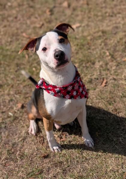 Enlarge Acorn, a Adoptable mixed breed in Gulfport, MS image 2/3