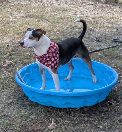 Enlarge Acorn, a Adoptable mixed breed in Gulfport, MS image 3/3